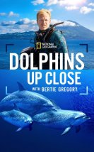 Dolphins Up Close with Bertie Gregory